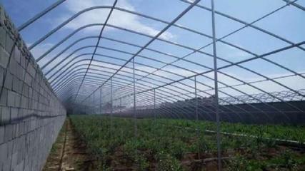 日光温室大棚 农业现代化的关键力量与博盛温室的双重赋能