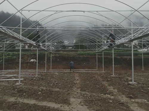 贵州铜仁18000平米薄膜连栋温室大棚项目建成，助力现代农业发展