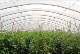 佛山市顺德区晶正塑料 大棚薄膜领域的创新与实践