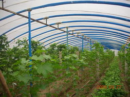 超强镀塑温室大棚骨架机与支架机 高效搭建蔬菜大棚的理想之选