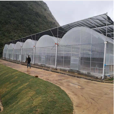 花卉种植利器 薄膜连体大棚的优势与建设要点