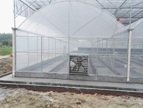 GSW8430型钢架连栋薄膜温室大棚 现代农业的绿色守护者