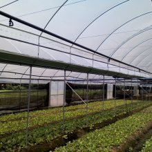 【广西柳州蔬菜温室大棚 花卉育苗温室大棚 简易薄膜大棚图片】广西柳州蔬菜温室大棚 花卉育苗温室大棚 简易薄膜大棚