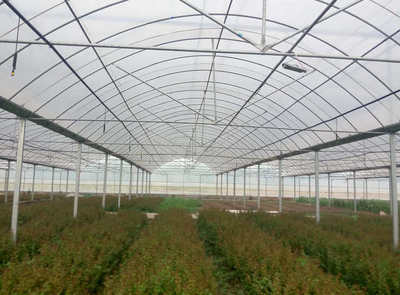 大棚薄膜之殇 连栋温室偷工减料背后的崩塌风险